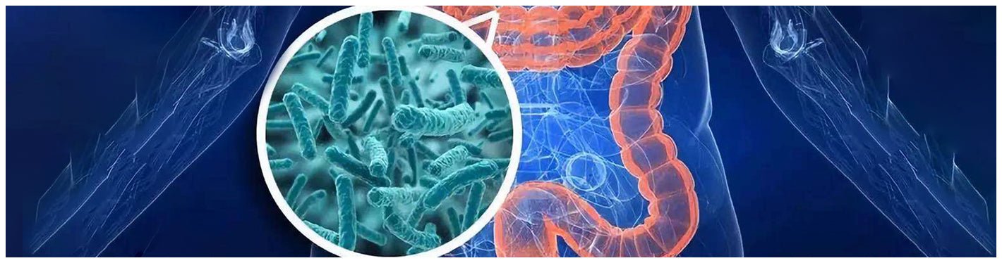 Your Imbalanced Gut Microbiome Can Also Trigger PCOS - Dr Trust